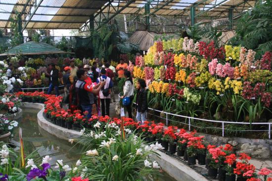 Flower Exhibition Centre
